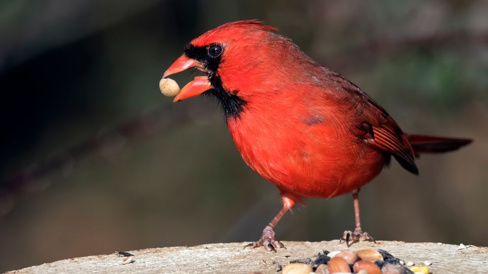 cardinal eating seed