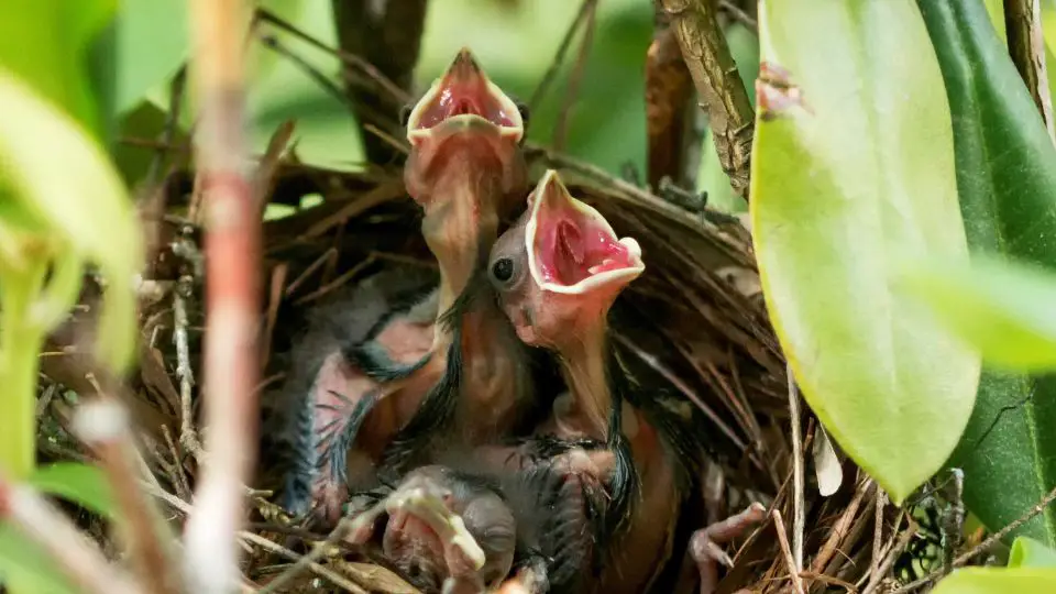 how long do cardinals live