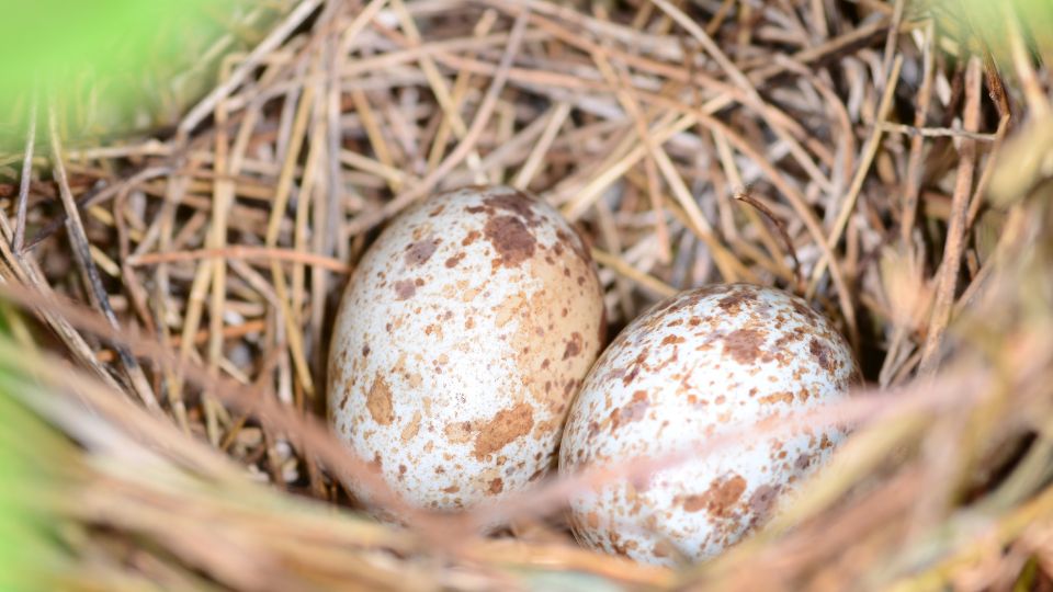 cardinal eggs