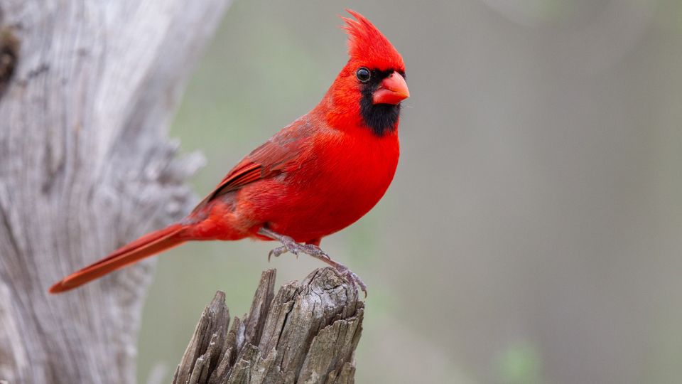 cardinal birdhouse