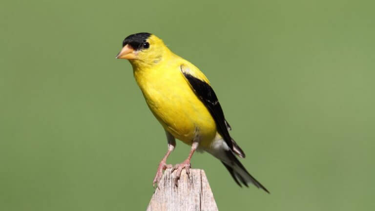 Goldfinch Sounds, Calls, Songs, And Flock Communication