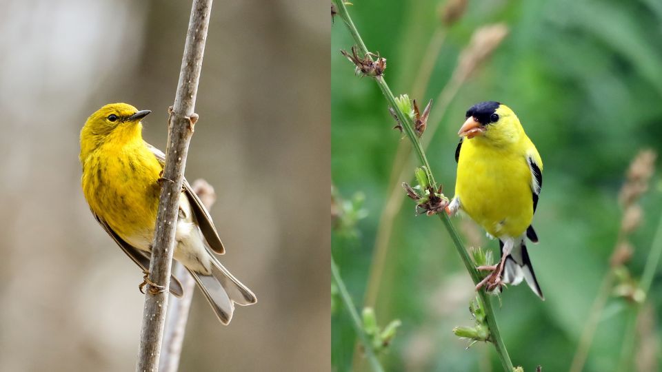 goldfinch vs pine warbler
