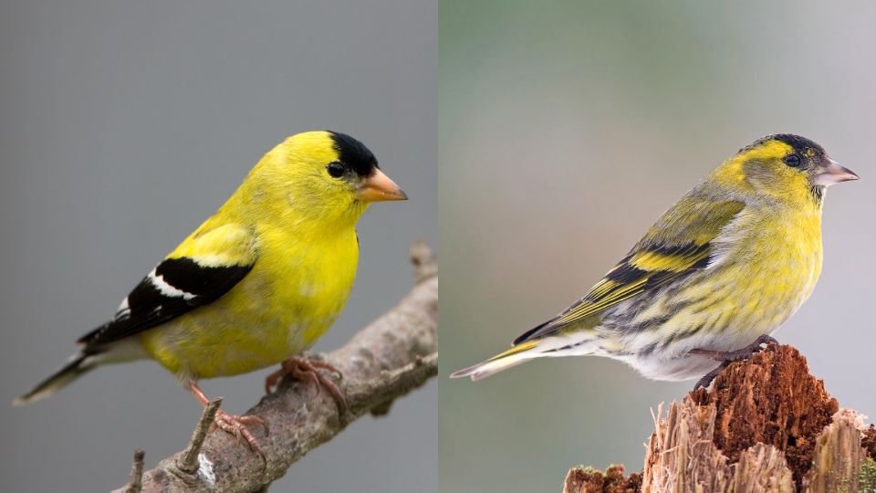 pine warbler vs goldfinch