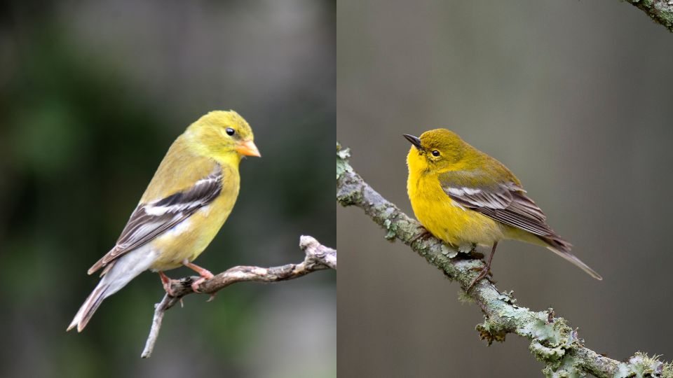 goldfinches are more bright yellow