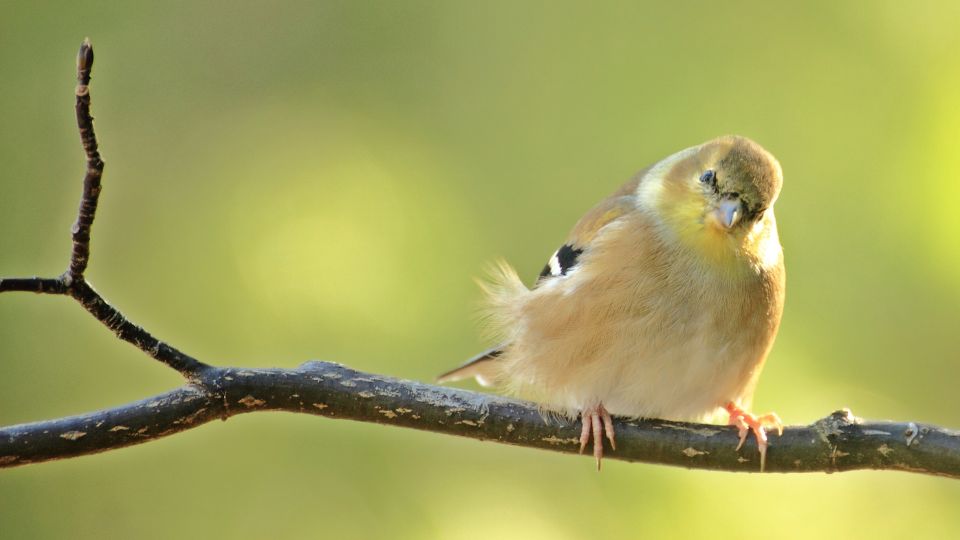 american goldfinch