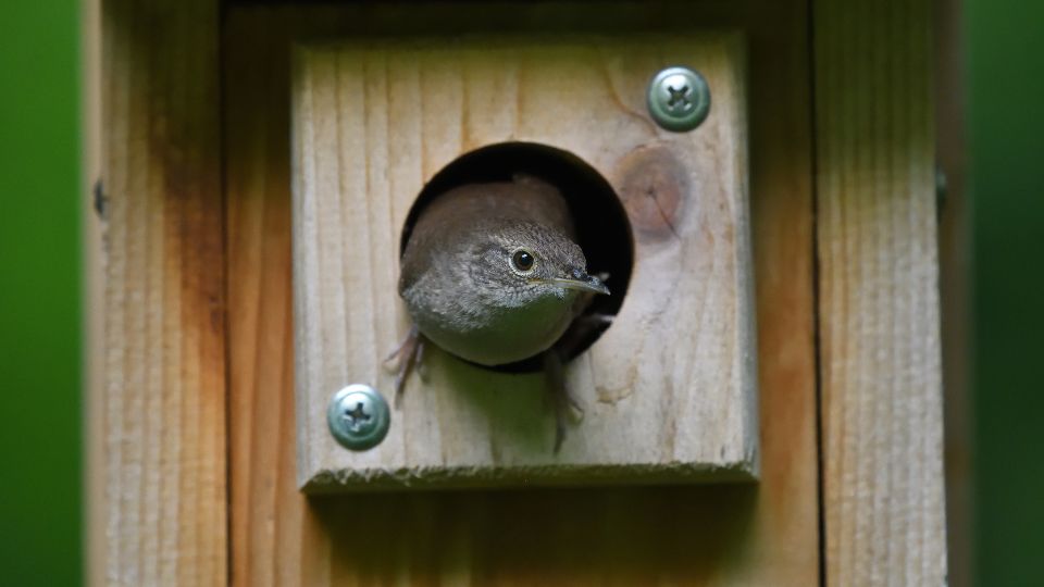 wren songbird