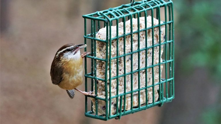 What Is The Best Food To Put Out For Wrens SongbirdHub