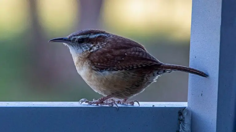 wren-meaning-and-symbolism-what-does-seeing-a-wren-mean