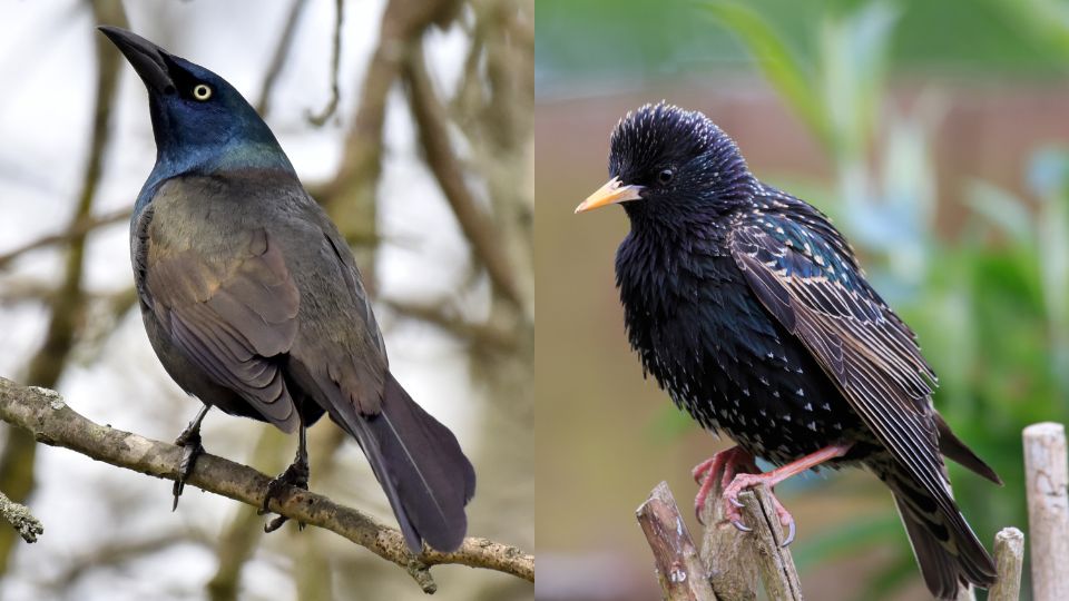 Pictured on the left: the common grackle. Pictured on the right: the non-native European starling.