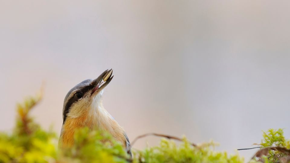 nuthatches eating seed