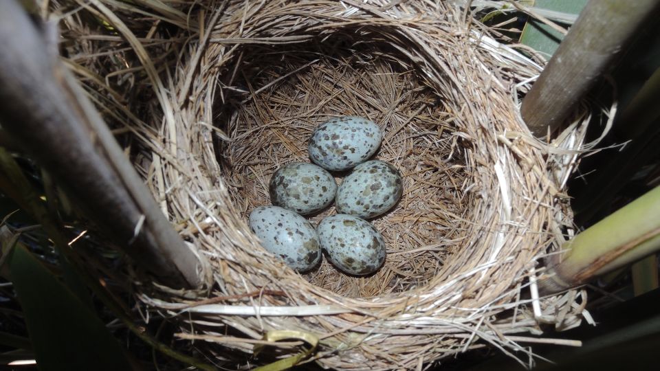 warbler eggs in nest
