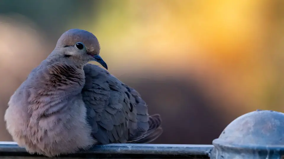 mourning dove calls includes a nest call