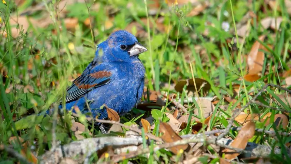 Natural Habitats of the Blue Grosbeak