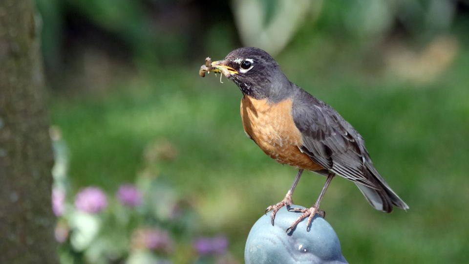 robin eating earthworm