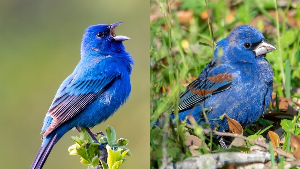 Indigo bunting on the left and blue grosbeak on the right