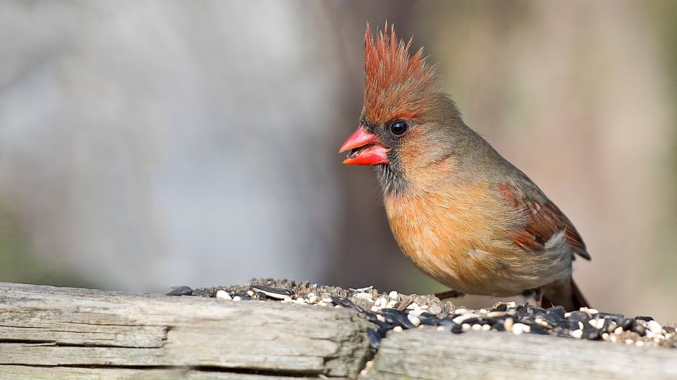 desert cardinal eating seeds