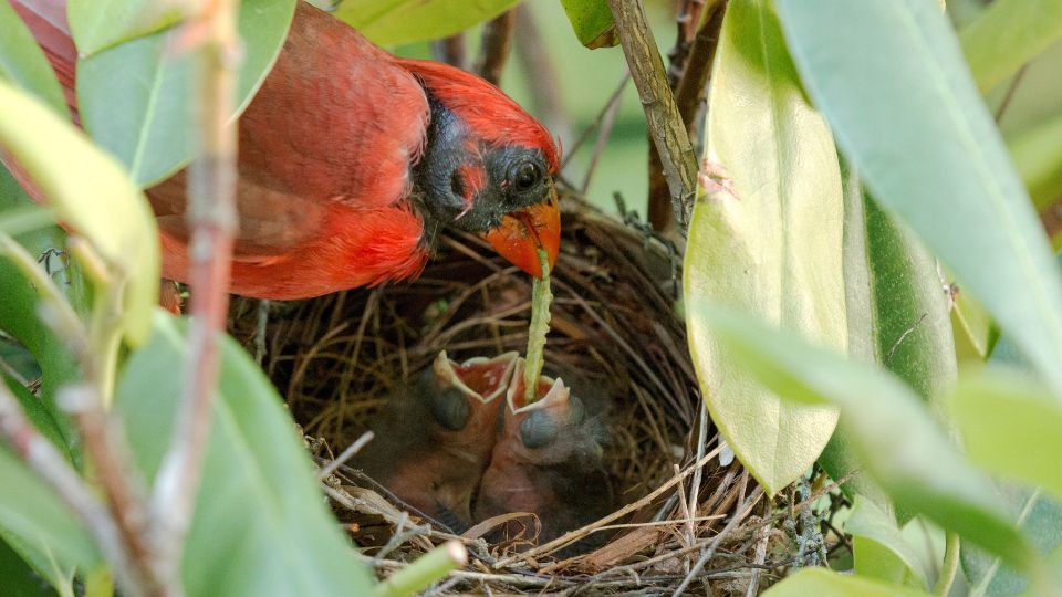 baby cardinals eating food from their parent cardinal bird