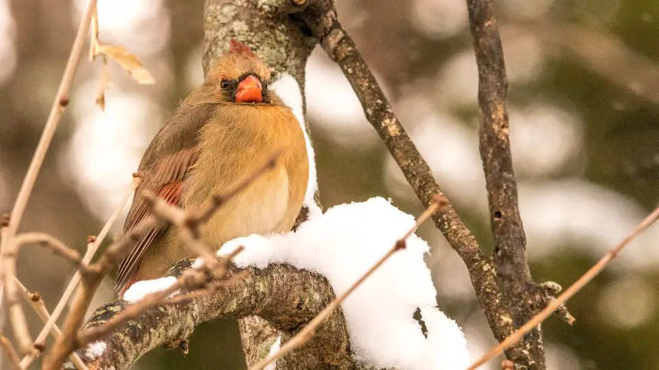 baby cardinal