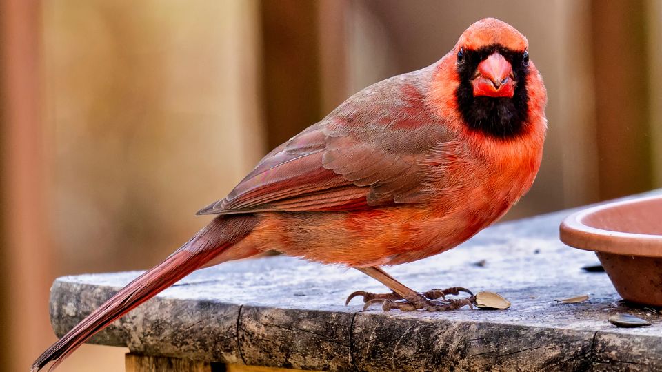 red cardinal eating seeds