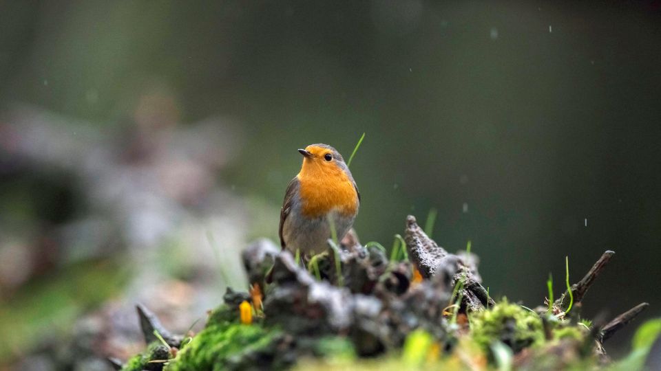robin bird song