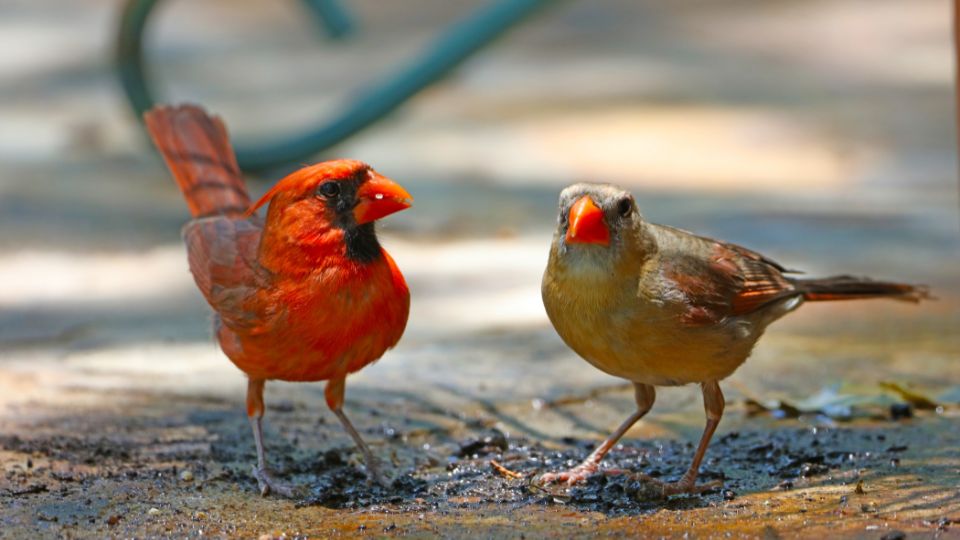 cardinal juvenile beside cardinal adult