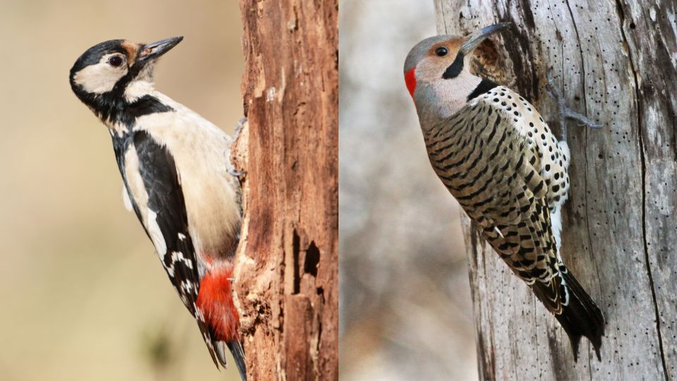 difference between flicker and woodpecker