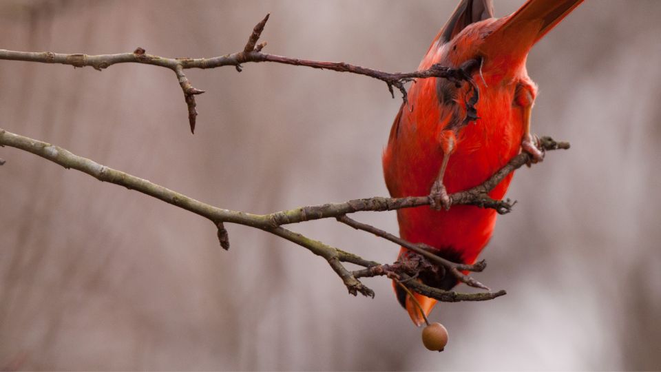 What do cardinals eat? Cardinal pictured eating a wild berry hanging from a twig. 