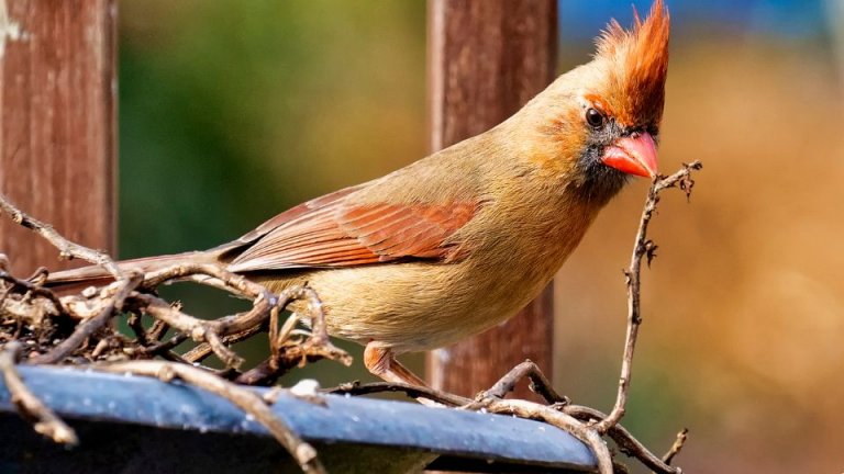 Cardinal Birdhouse: The Best Type & How To Build One - SongbirdHub