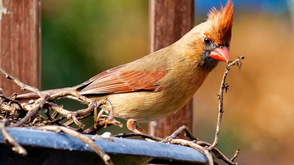 desert cardinal nesting box