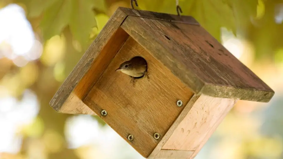 watching a wren enter its birdhouse