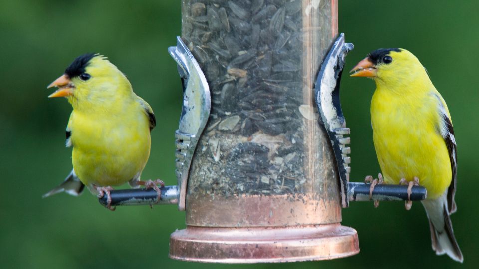 goldfinch feeder