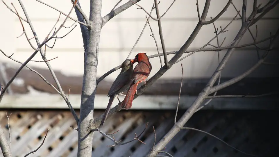 do cardinals mate for life