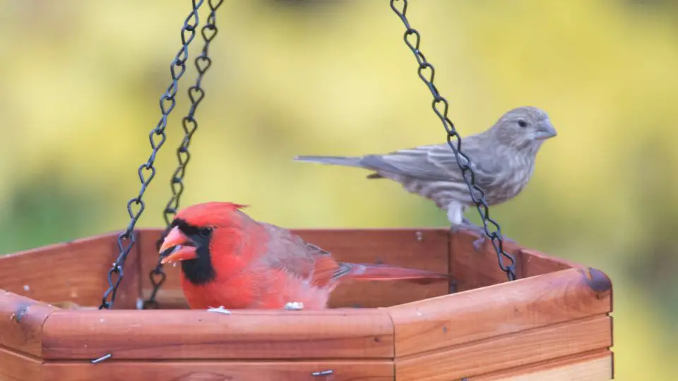 Do Cardinals Eat Juniper Berries at Lisa Balsamo blog