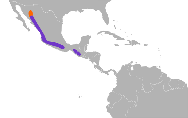 Range map of Yellow Grosbeak 
