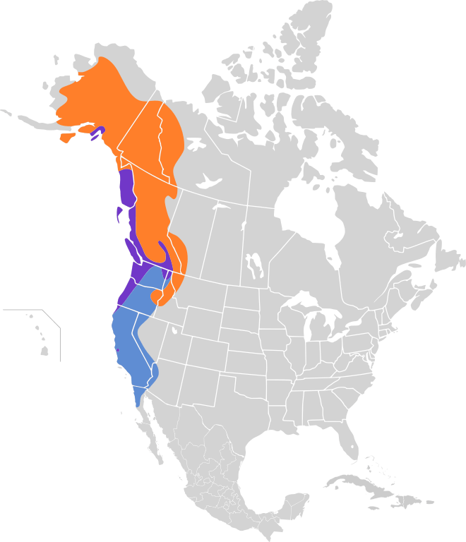 Geographical distribution of Varied thrush
