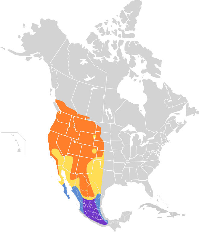 Black-headed grosbeak geographical distribution