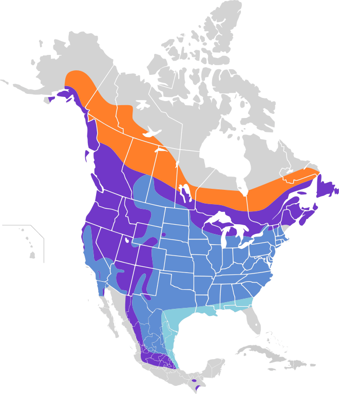 Geographical distribution of pine siskin
