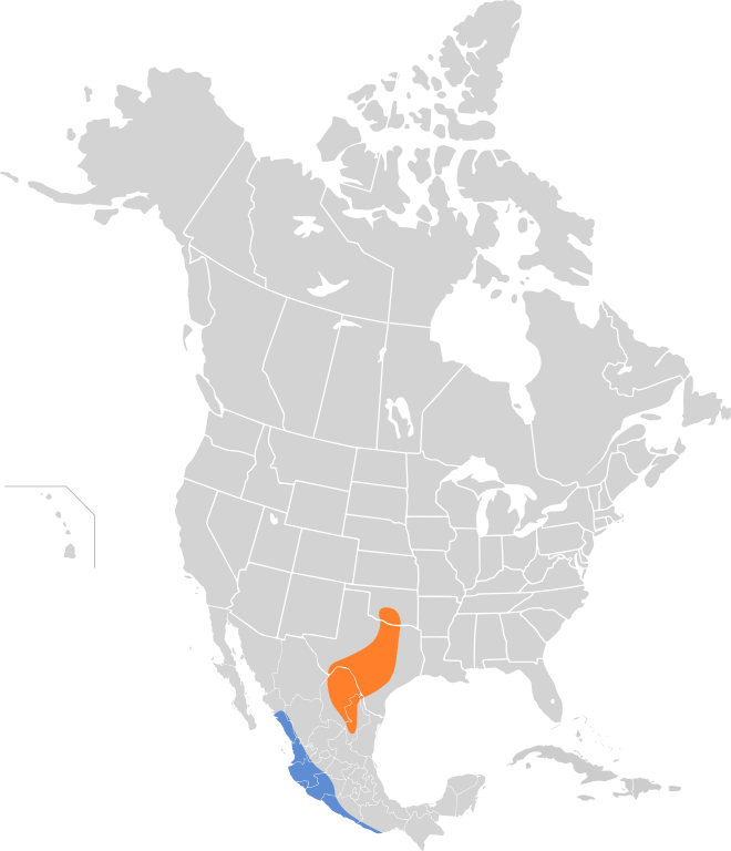 Black-capped vireo distribution map