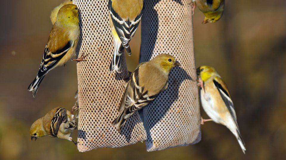 sock mesh feeders for goldfinches