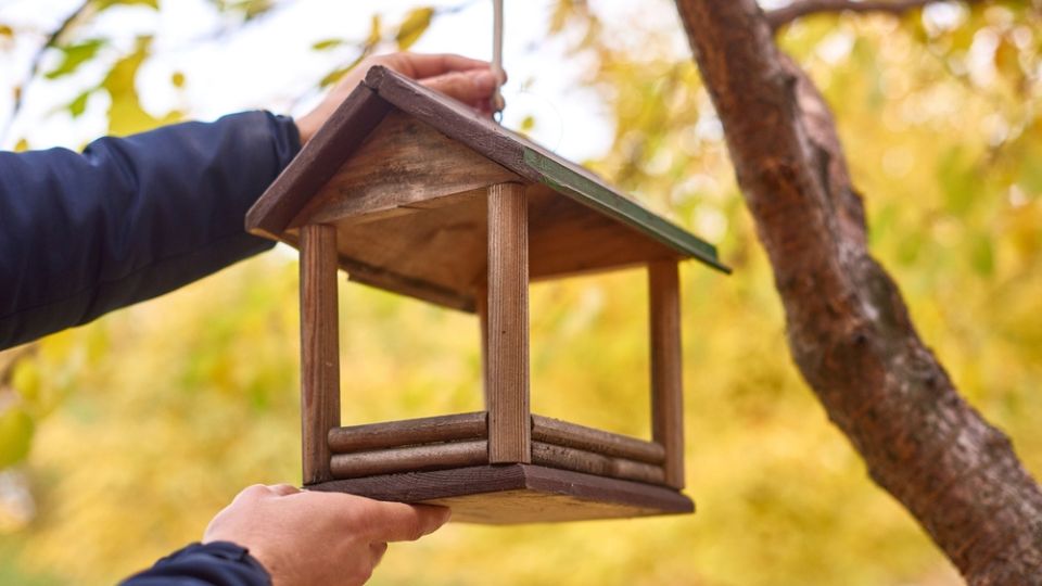 open robin birdhouse