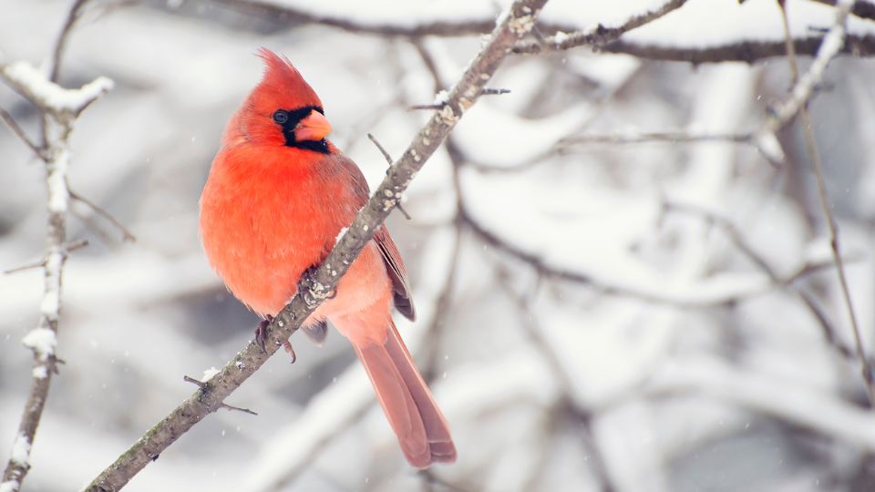 Cardinal meaning