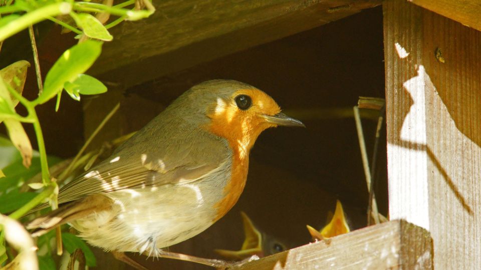robin in birdhouse