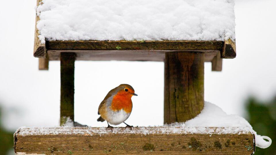 robin birdhouse