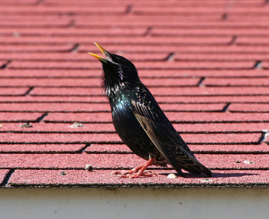 Common starling in breeding season