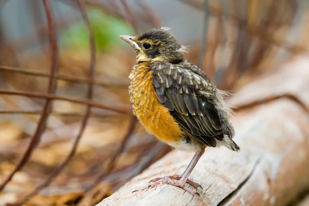 How Long Do Robins Live American Robin Lifespan Explained