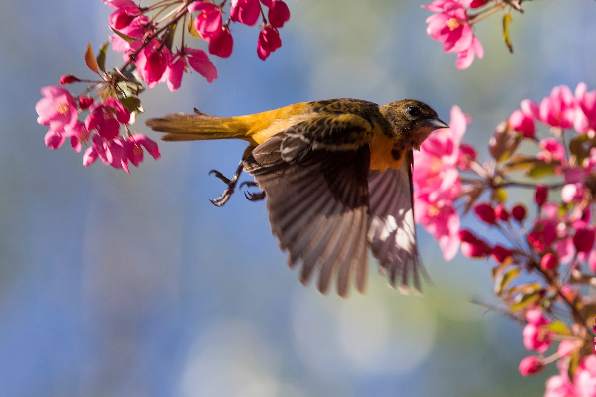 Oriole amidst flowers