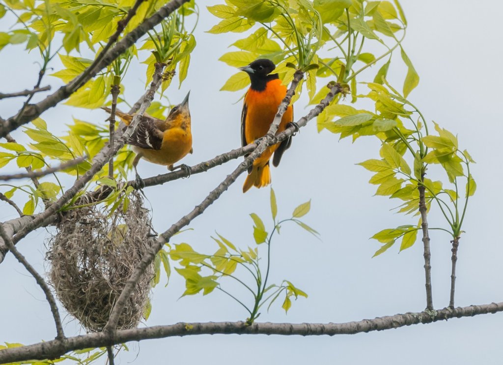 Male and female Baltimore orioes by their nest