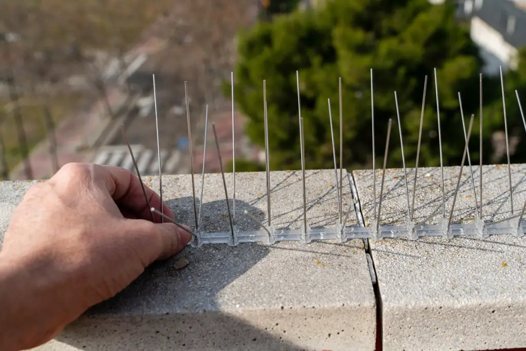 Bird spikes