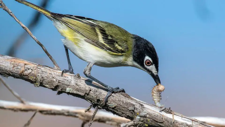 Black-capped vireo eating insects 