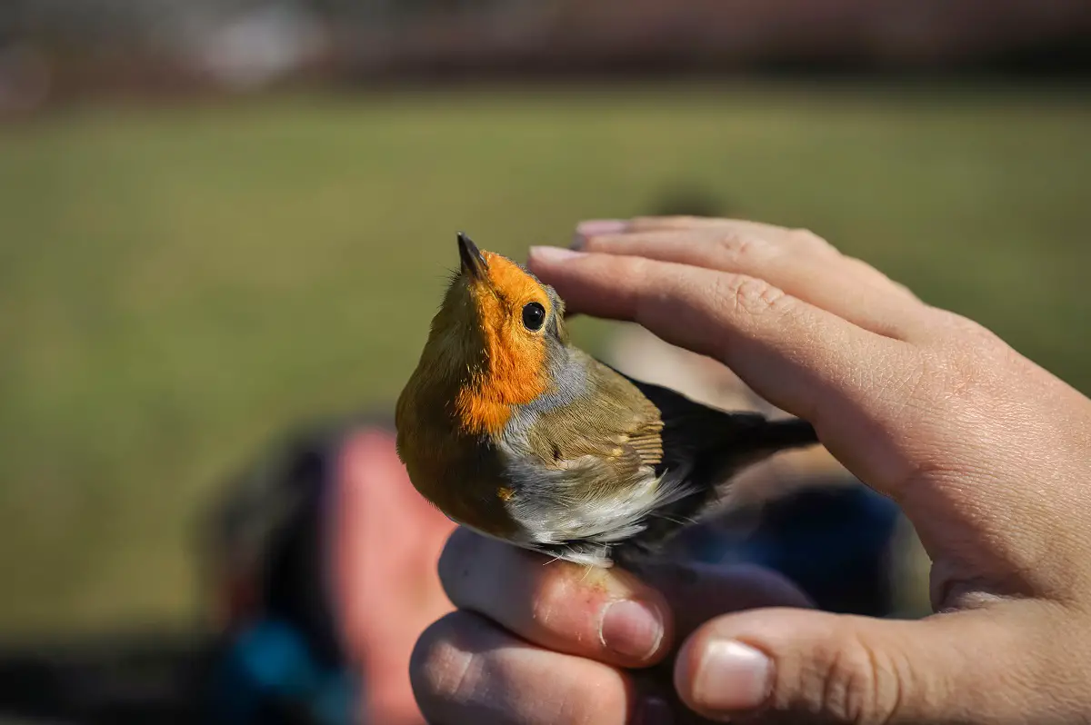 Robin Bird Meaning & Symbolism Across Cultures